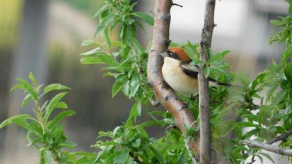 Woodchat Shrike