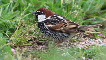 Spanish Sparrow