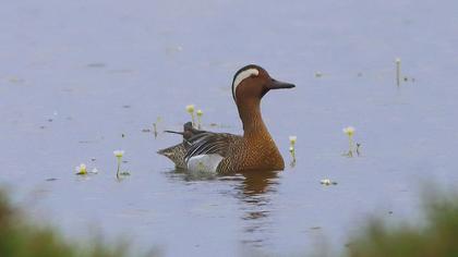 Garganey
