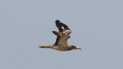 Eurasian Stone-curlew