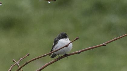European Pied Flycatcher