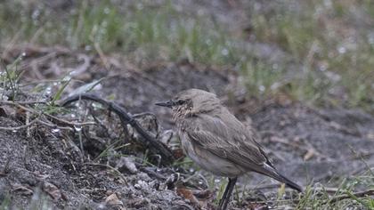 Isabelline Wheatear