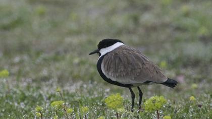 Spur-winged Lapwing