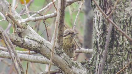 Eurasian Wryneck