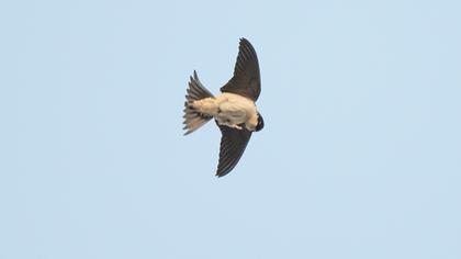 Common House Martin