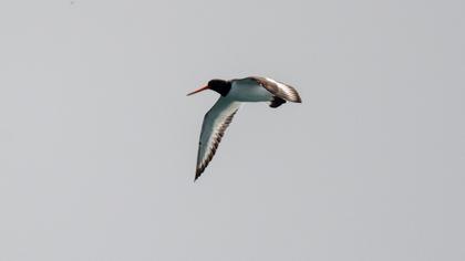 Eurasian Oystercatcher