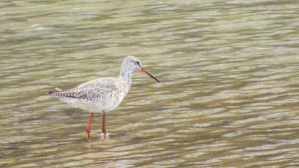 Spotted Redshank