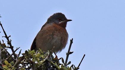 Subalpine Warbler