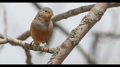 Cretzschmar`s Bunting