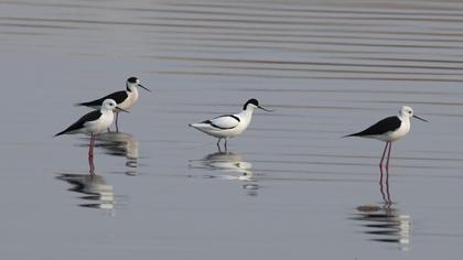 Pied Avocet