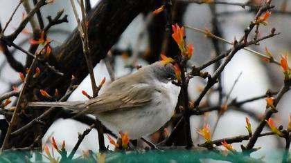 Lesser Whitethroat