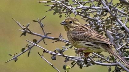 Cirl Bunting