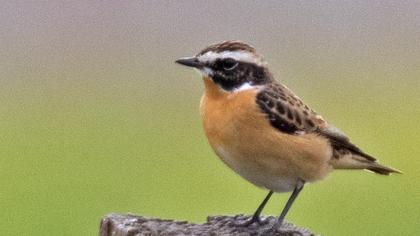 Whinchat