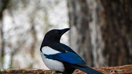 Eurasian Magpie
