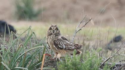 Short-eared Owl