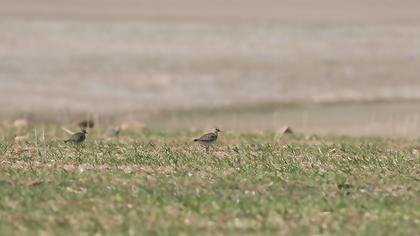 European Golden Plover