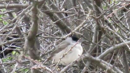 Eurasian Blackcap