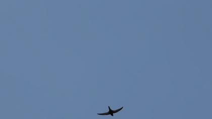 Common Swift