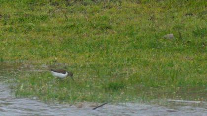 Common Sandpiper