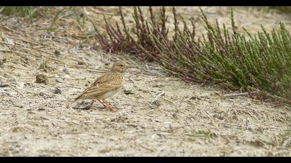 Mediterranean Short-toed Lark