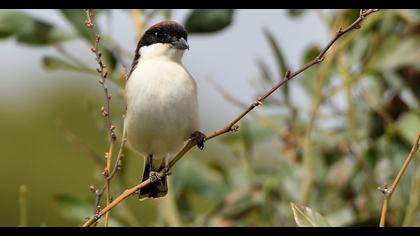 Woodchat Shrike