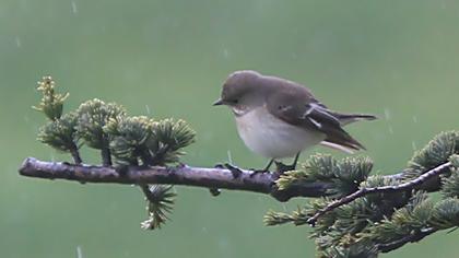 Semicollared Flycatcher