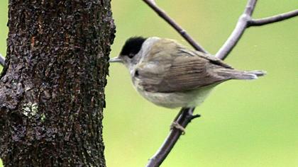 Eurasian Blackcap