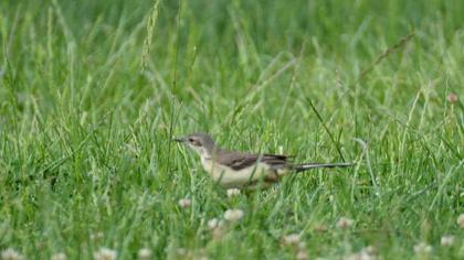 Western Yellow Wagtail