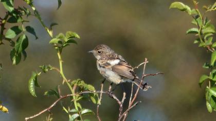 European Stonechat