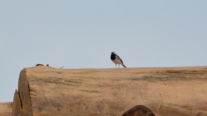 White Wagtail