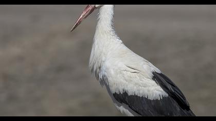 White Stork