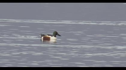 Northern Shoveler