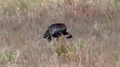 Glossy Ibis