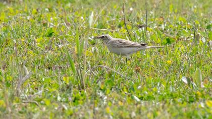 Tawny Pipit