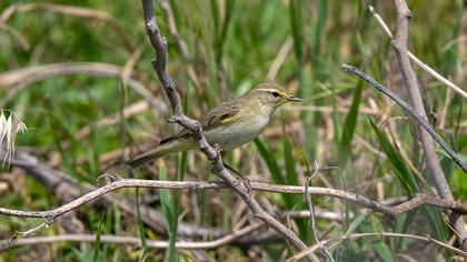 Willow Warbler