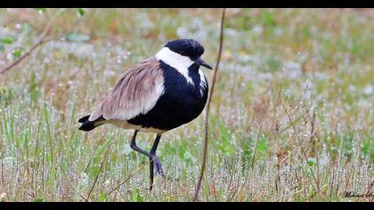 Spur-winged Lapwing