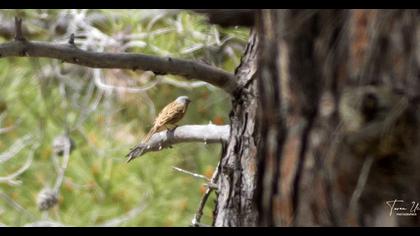 Ortolan Bunting