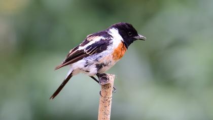 Siberian Stonechat