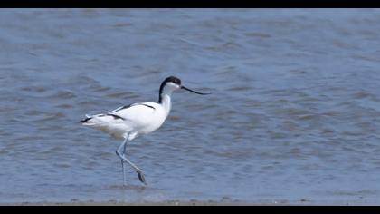 Pied Avocet