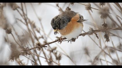 Brambling