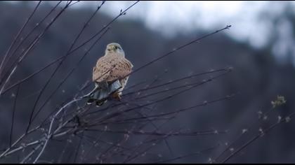 Common Kestrel