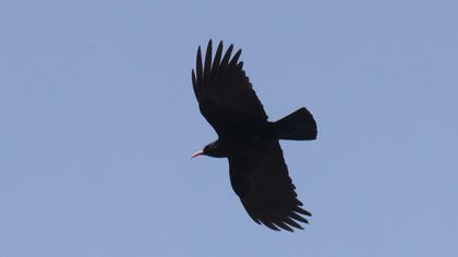 Red-billed Chough