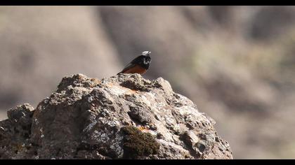 Black Redstart