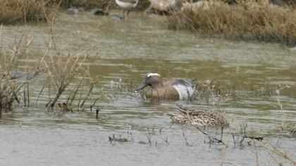 Garganey