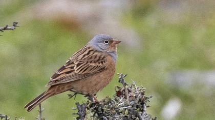 Cretzschmar`s Bunting