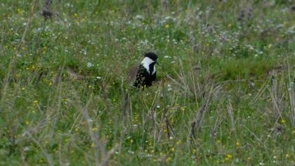 Spur-winged Lapwing