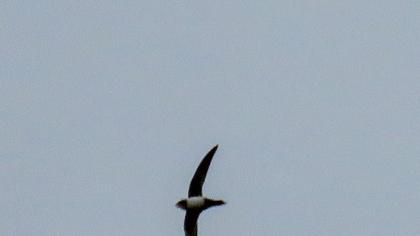 Alpine Swift