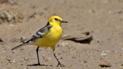 Citrine Wagtail