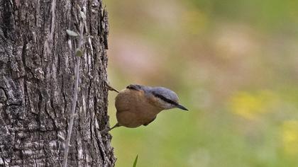 Eurasian Nuthatch