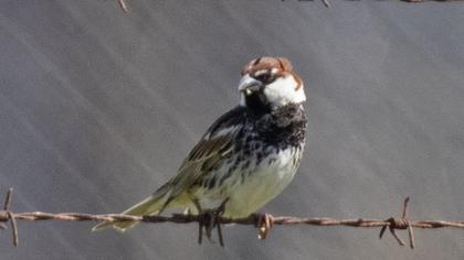 Spanish Sparrow